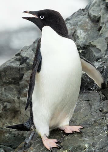 Adélie Penguin