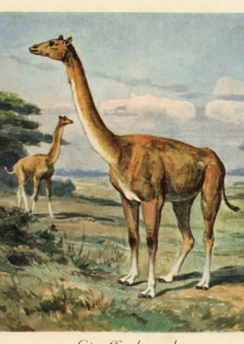 Aepycamelus