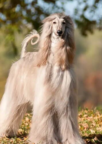 Afghan Hound