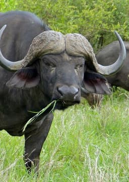 African Buffalo