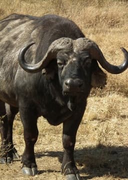 African Buffalo