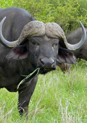 African Buffalo