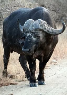African Buffalo