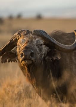 African Buffalo