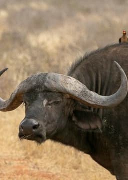 African Buffalo