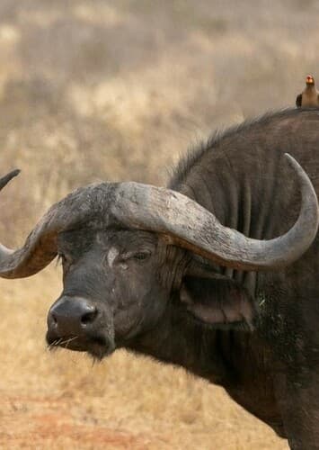 African Buffalo
