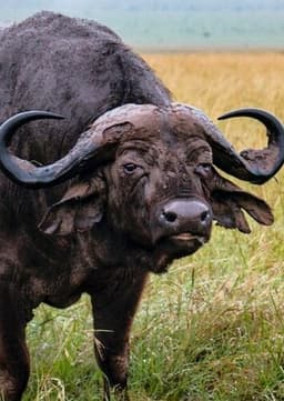 African Buffalo