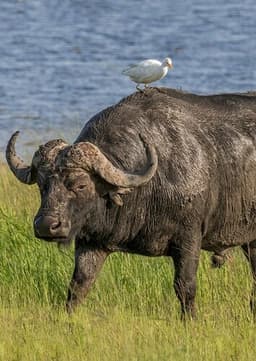 African Buffalo