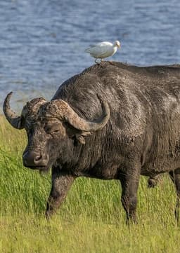 African Buffalo