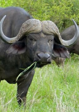 African Buffalo