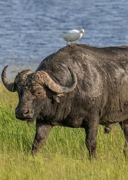 African Buffalo