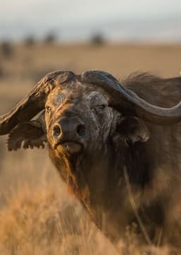 African Buffalo