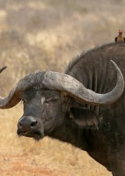 African Buffalo