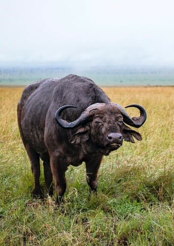 African Buffalo