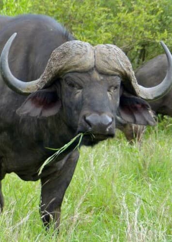African Buffalo