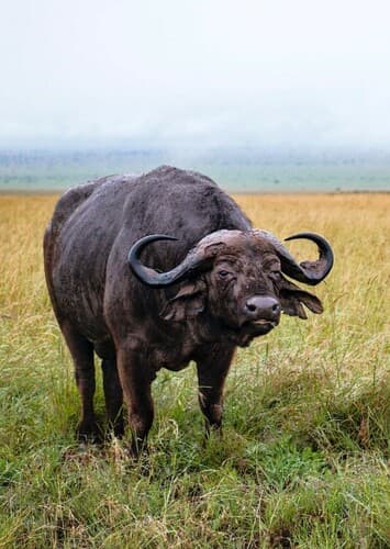 African Buffalo