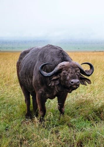 African Buffalo