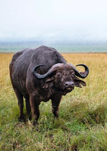 African Buffalo