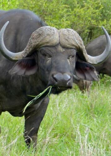 African Buffalo