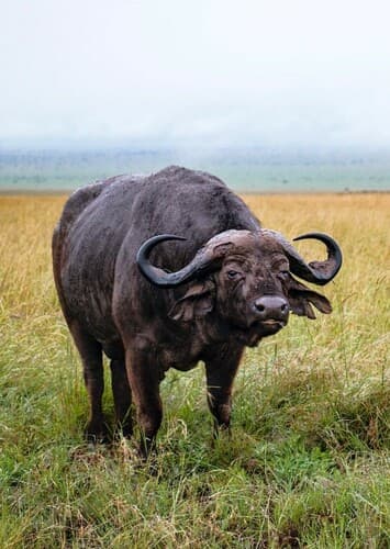 African Buffalo