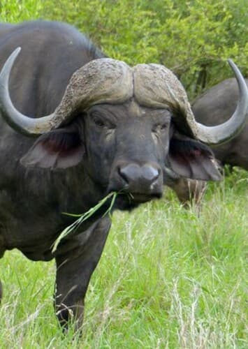 African Buffalo