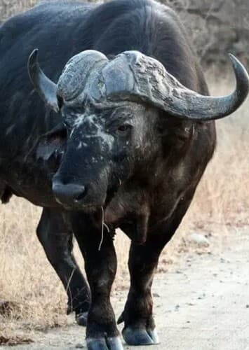 African Buffalo
