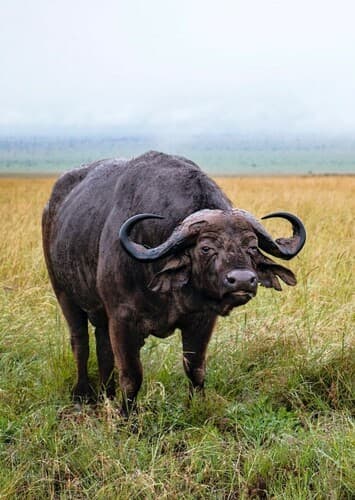 African Buffalo