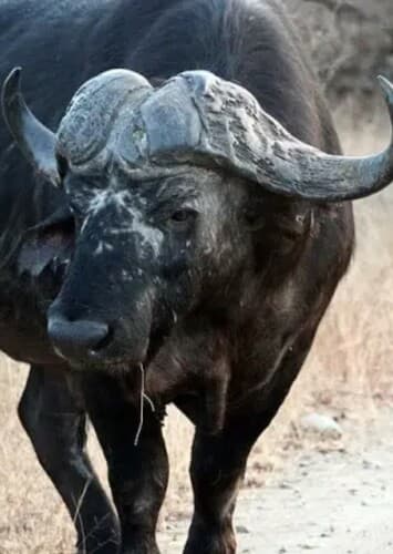 African Buffalo