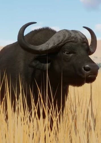 African Buffalo