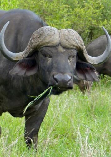 African Buffalo