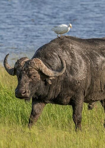 African Buffalo