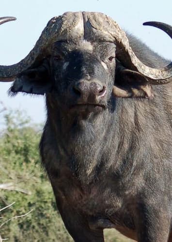 African Buffalo