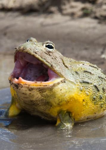 African Bullfrog