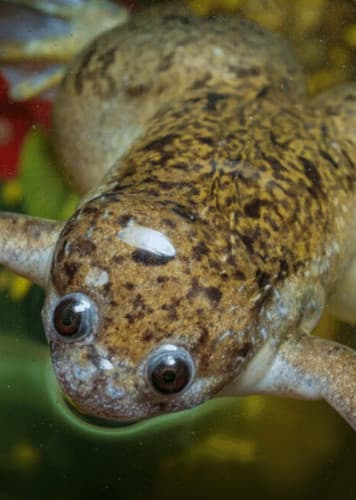 African Clawed Frog