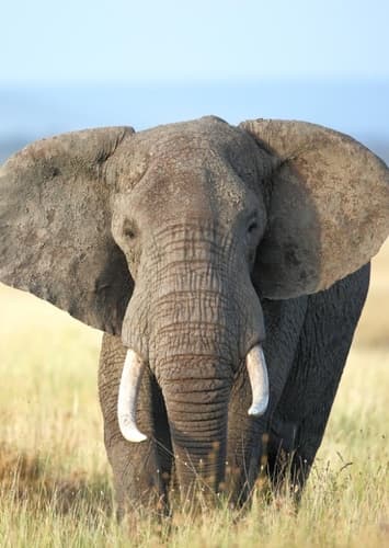 African Elephant