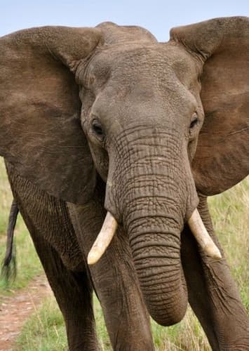 African Elephant