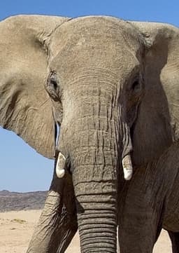 African Elephant