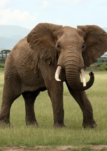 African Elephant