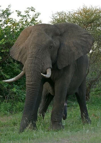 African Elephant