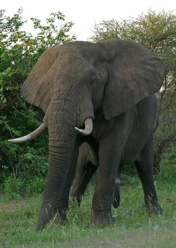 African Elephant