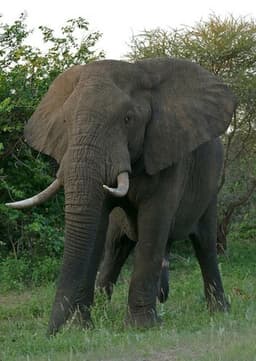 African Elephant