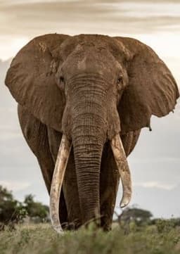 African Elephant