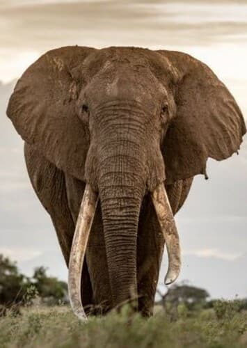 African Elephant