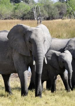 African Elephant