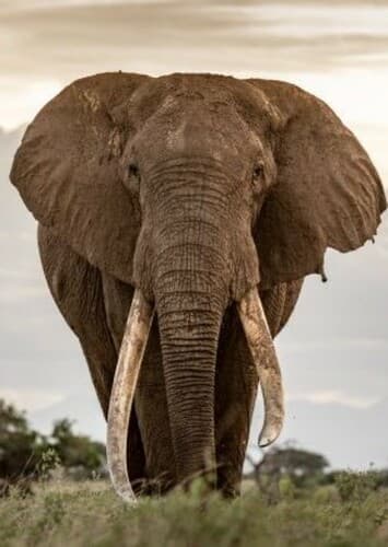 African Elephant