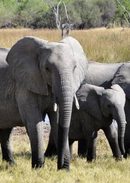 African Elephant