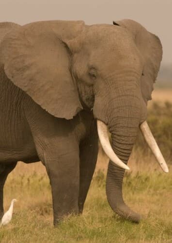 African Elephant