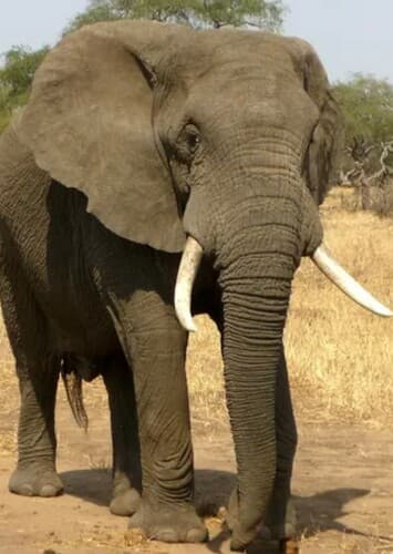 African Elephant