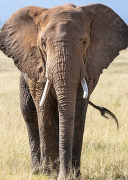 African Elephant