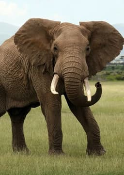 African Elephant